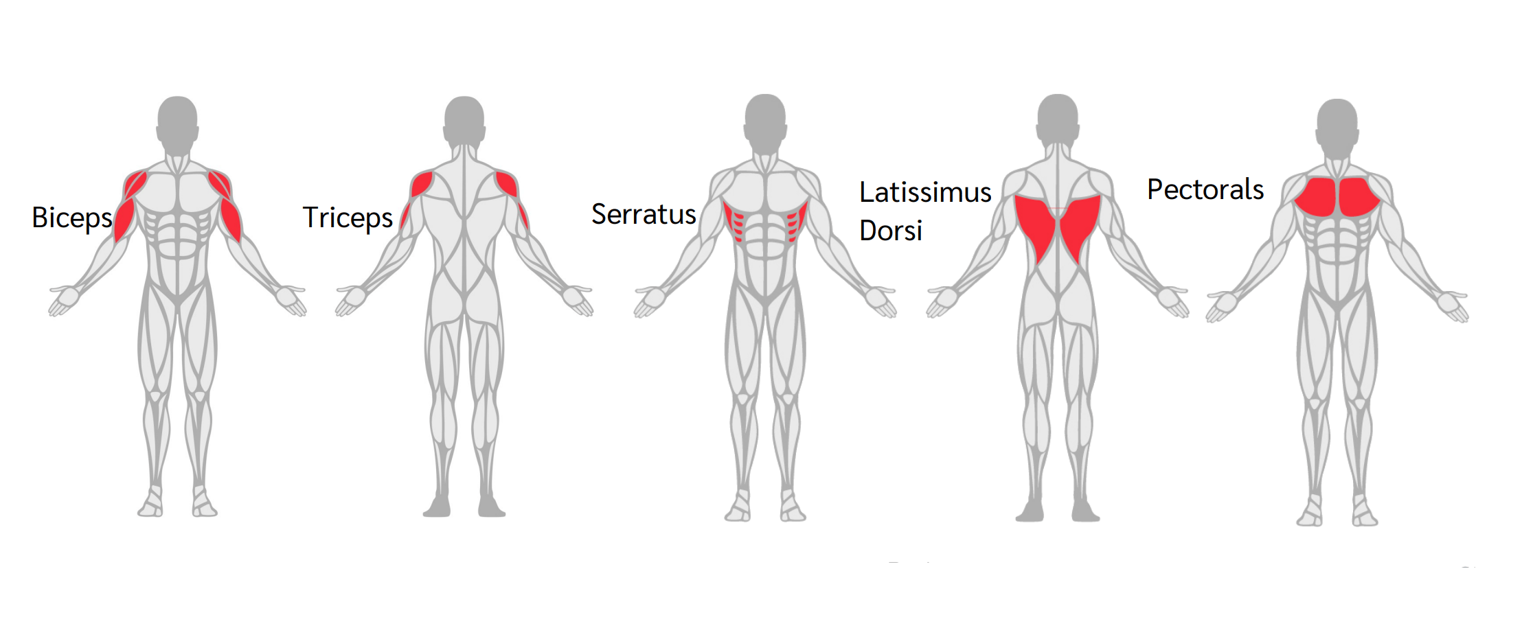 Upper body muscles with names