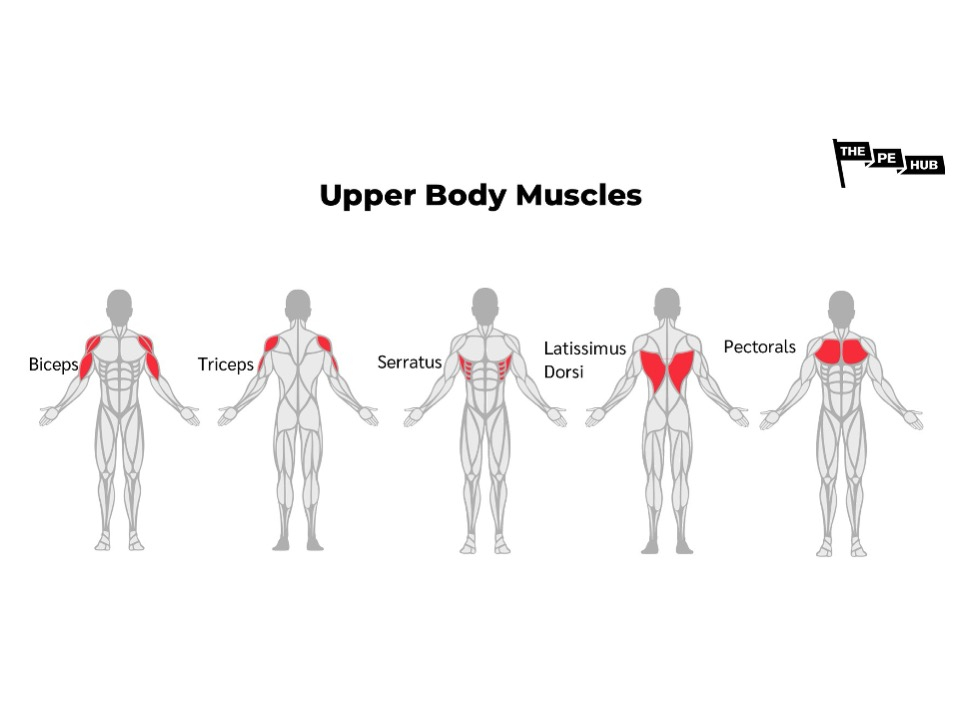 An image of KS2 Upper body muscle names