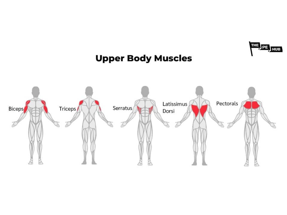 An image of KS2 Upper body muscle names