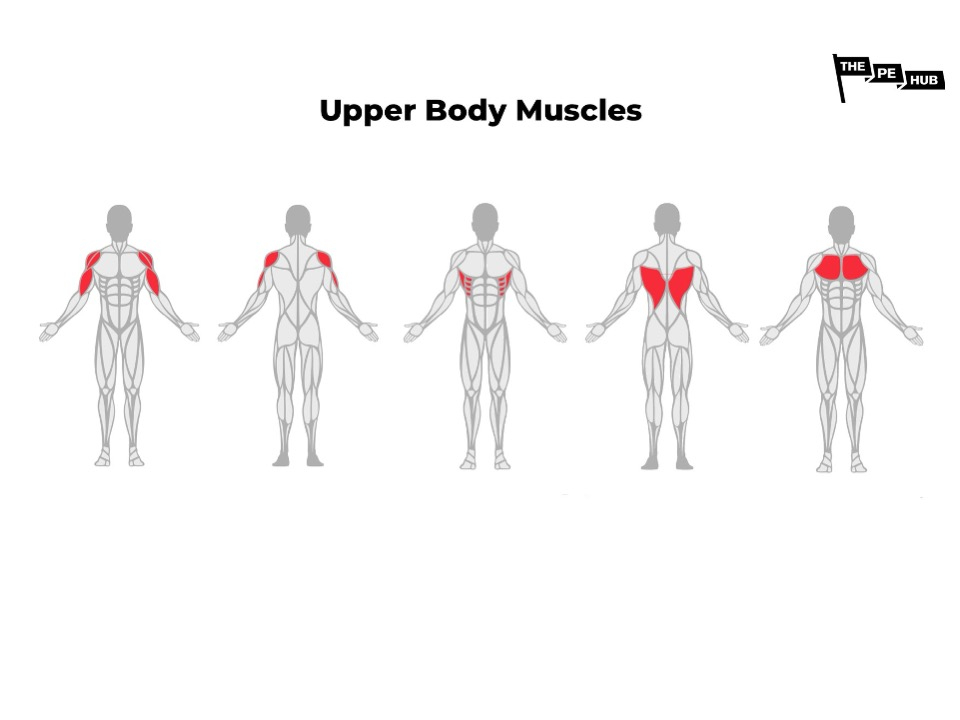 An image of KS1 Upper body muscles